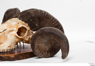 Skull Mouflon Ovis orientalis head horns skull 0057.jpg